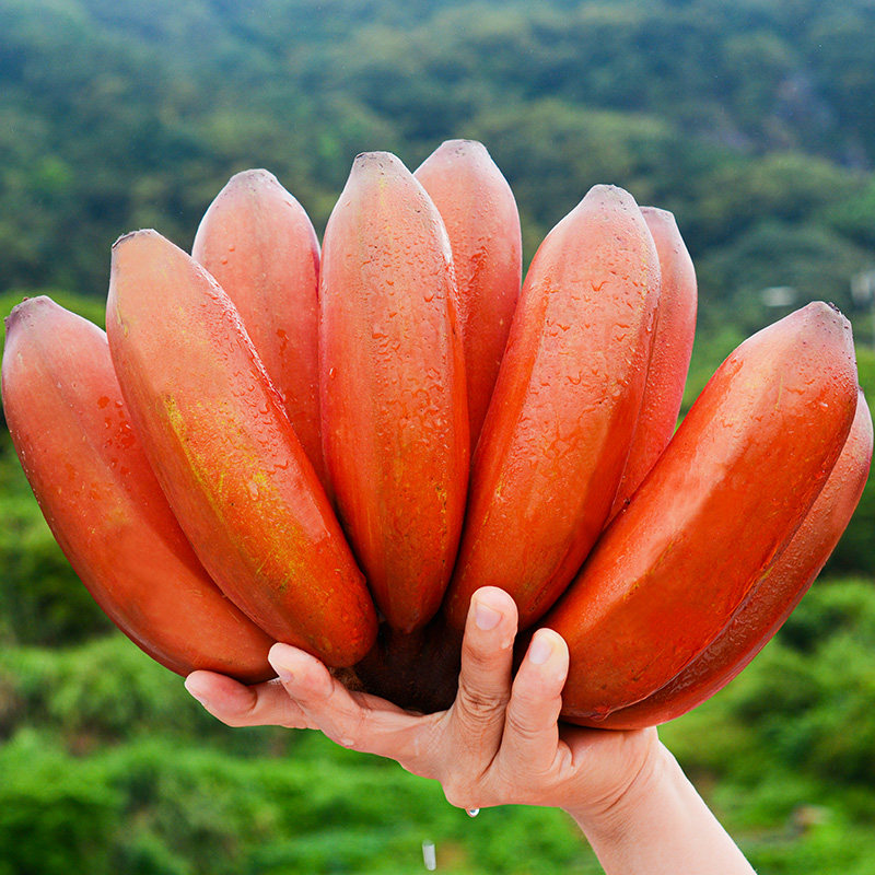 【净重5斤】土楼野生精选红美人香蕉