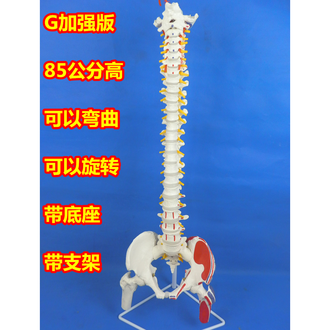人体脊柱模型1:1正骨脊椎模型颈椎腰椎人体骨骼模型彩色脊椎模型
