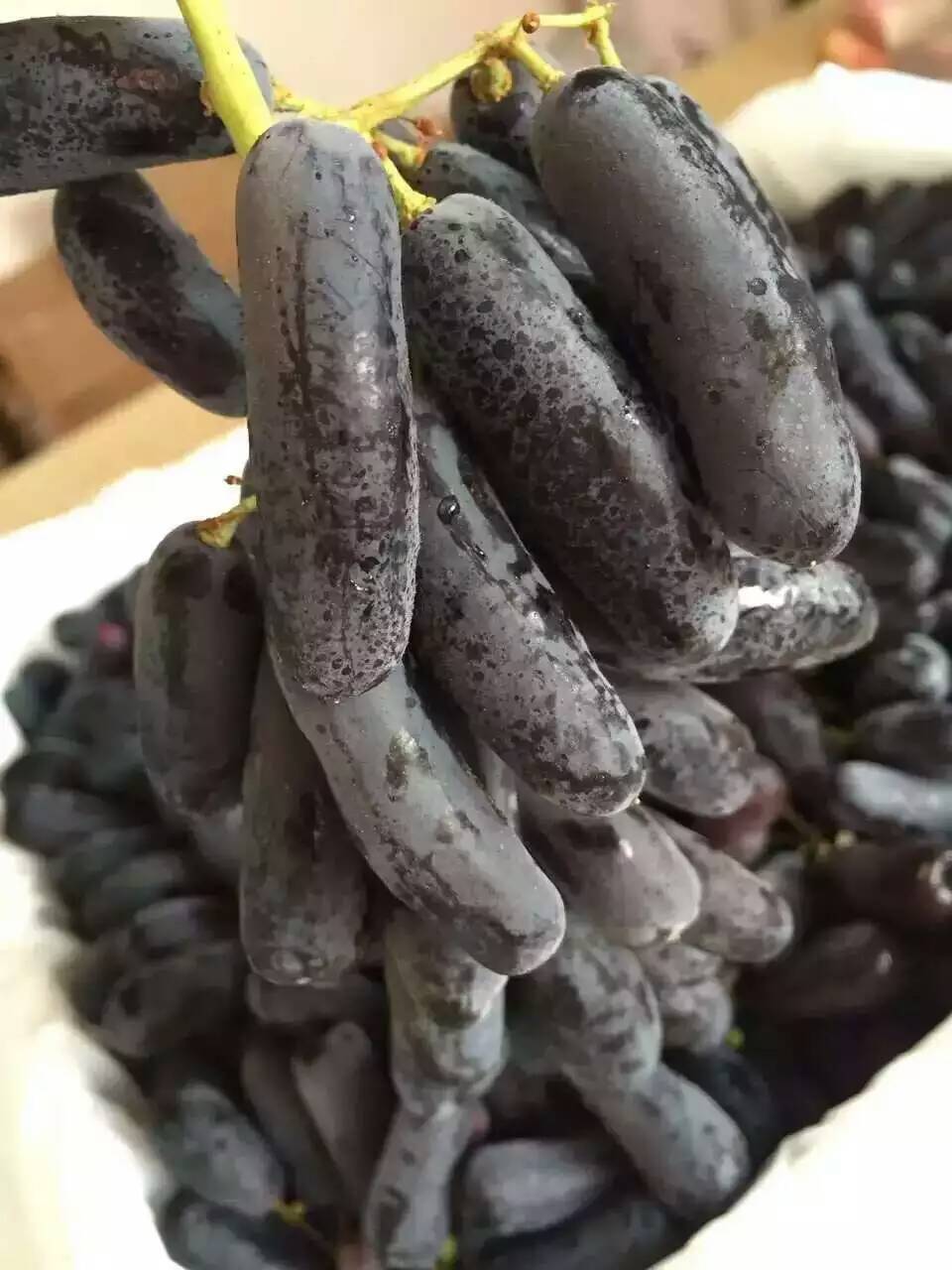 澳洲进口金手指黑提棉花糖提子甜黑加仑3斤包邮_双氙车灯改装网