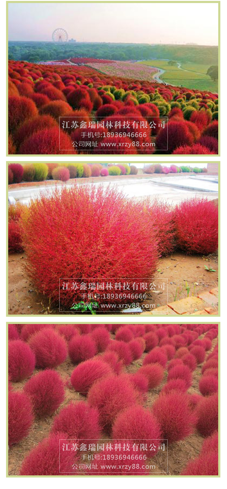 地肤种子 红地肤种子别名孔雀松 花海花坛花境庭院盆栽花卉种子