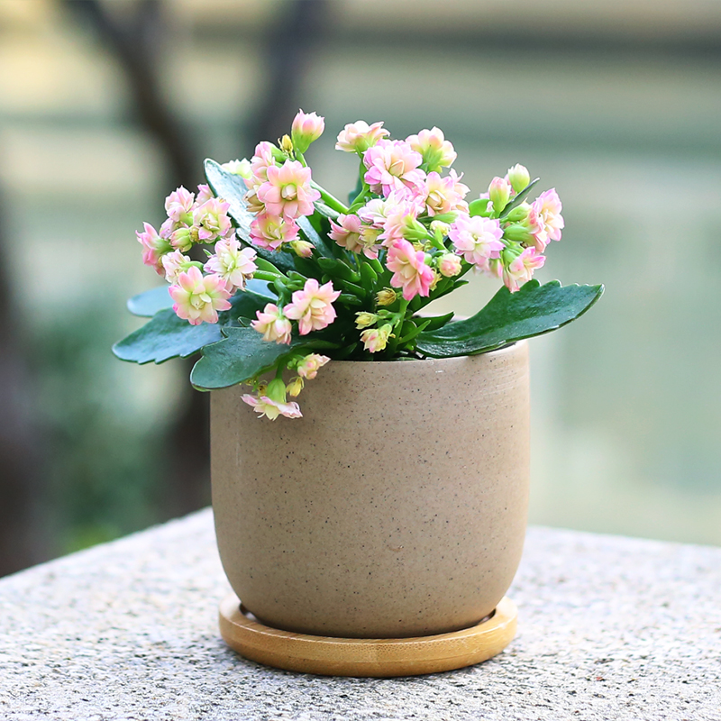 重瓣长寿花盆栽花卉室内花草植物四季花卉盆栽花室内绿植成品发货