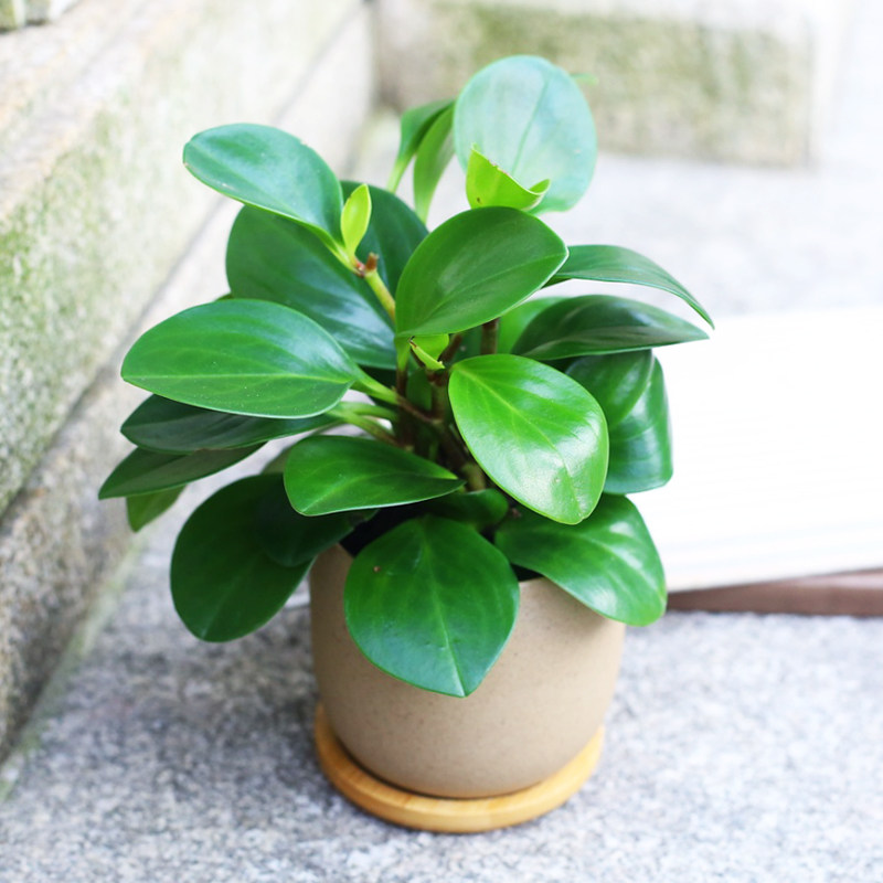 豆瓣绿 绿植盆栽