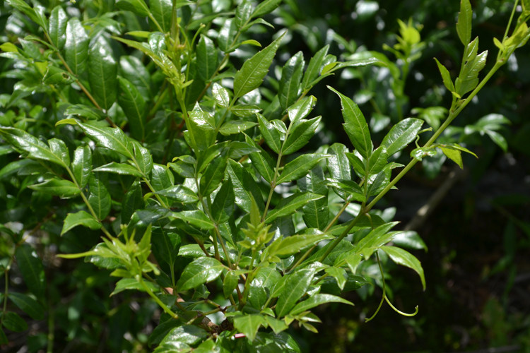 原产地滁州发货 野生毛藤石茶嫩芽 非常细嫩 年货