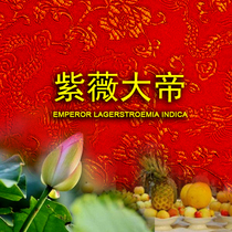 zi zhu lin in crape myrtle great New Years Eve prayer pictures drawings HD big picture lunar September nine