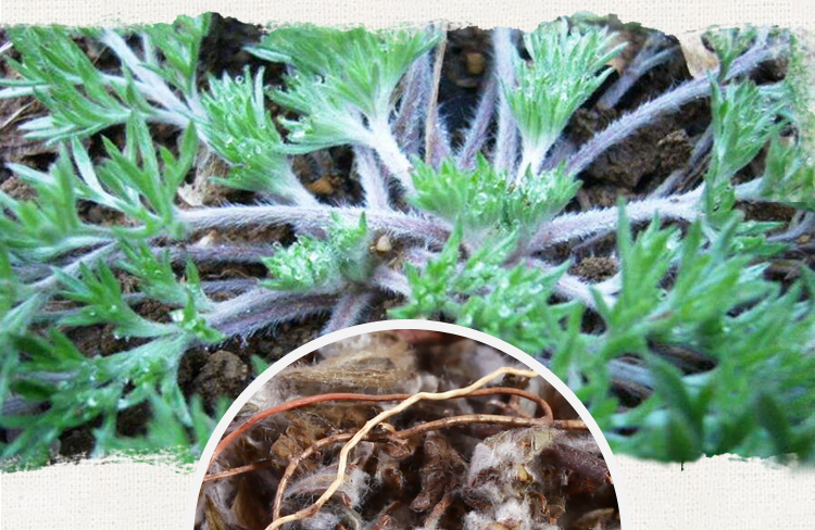 湖鸡腿,鸡脚草,鸡脚爪,鸡距草,独脚草,鸡腿子,乌皮浮儿,天青地白,金钱