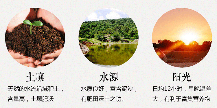 白花丹 百花丹