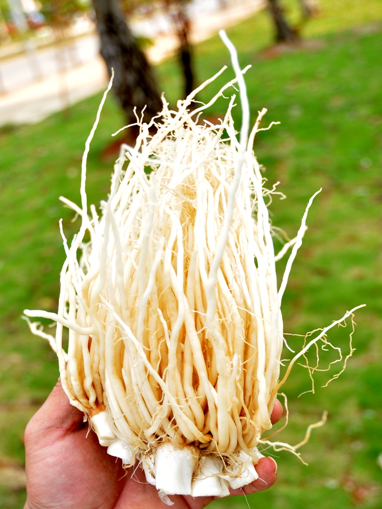 新鲜 苤菜根2斤大韭菜根云南德宏菜撇菜根脚须子根撇菜根炖汤炒菜