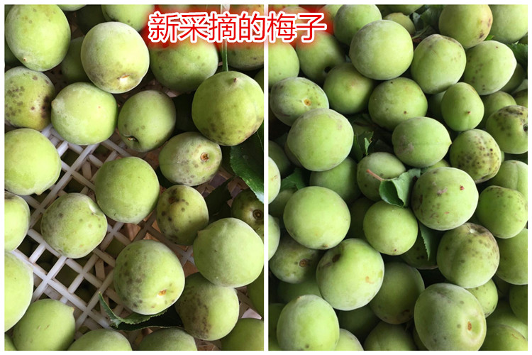 包邮福建永泰特产青云山脆梅青口梅大包2018新酸甜梅子话梅果5斤