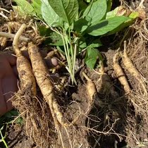 Changbai Mountain fresh with soil now digging fresh ginseng stewed chicken soup wine 500 grams straight hair