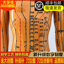 Acupuncture copper man can tie water acupuncture point mannequin male and female Traditional Chinese medicine acupuncture massage teaching Whole body meridian massage