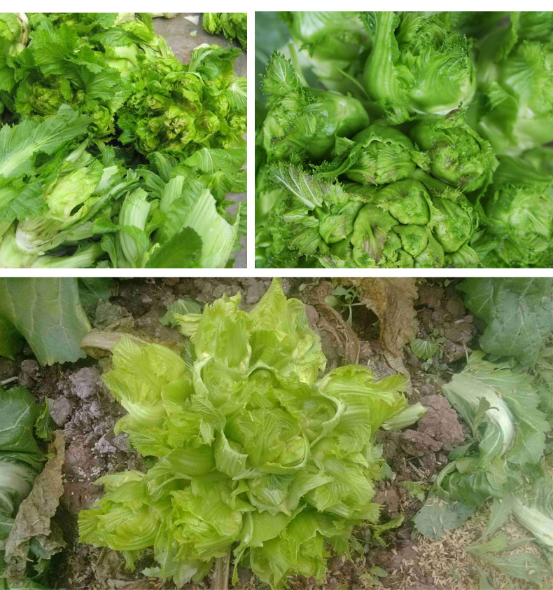 儿菜是一种生长非常奇特的蔬菜,幼苗生长到一定阶段,从叶腋处长出的