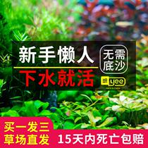 Fish tank Water Grass seed Fresh water Four Seasons Water Grass plant seed Pore Grass Seed Fish Tank water plants Scape Oxygen