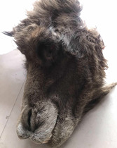 Livestock grassland Gobi Camel Skull Specimens can carry hair carving bone fresh edible camel head dehairy
