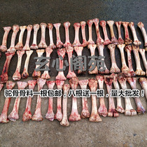 Camel bone camel bone raw material old material calf bone calf bone carving raw material raw material fresh blood brand