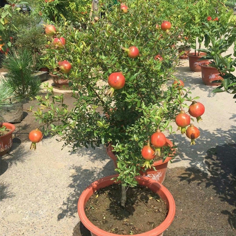石榴树树苗突尼斯软籽盆栽地栽当年结果南方北方庭院特大石榴果树