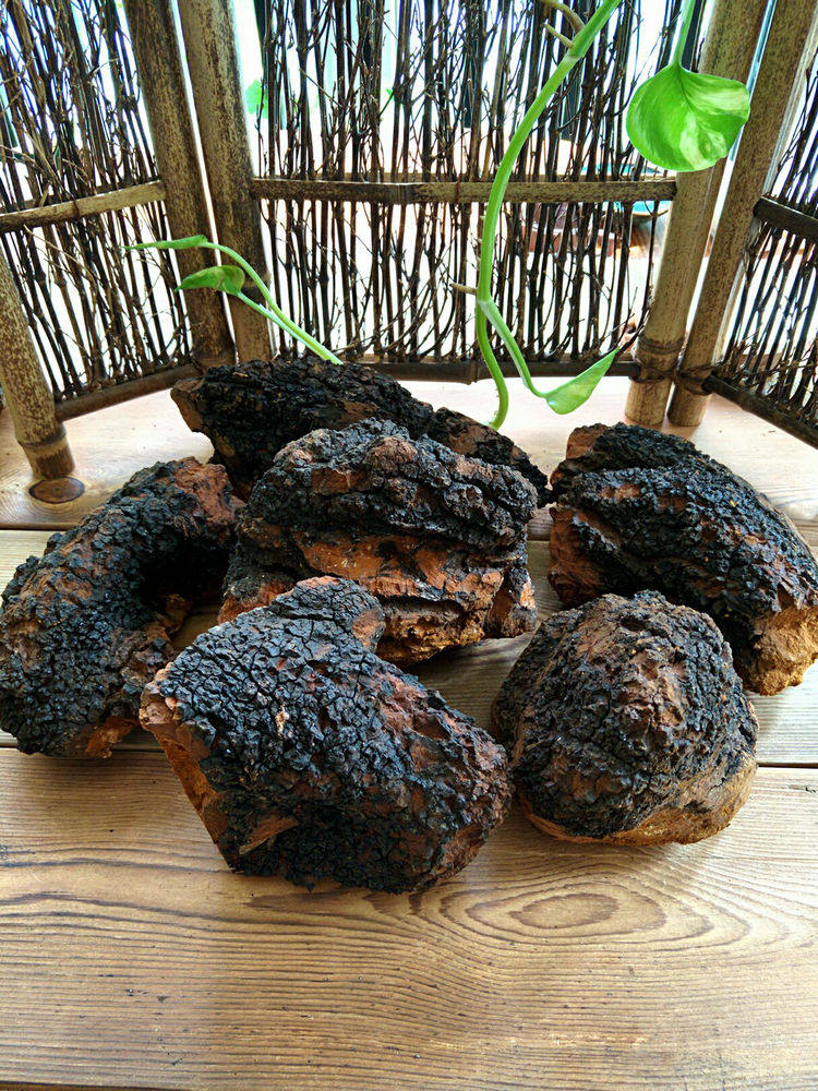 俄罗斯进口野生白桦茸桦褐孔菌桦树茸桦树泪500g包邮