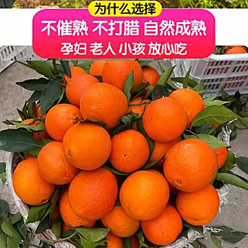 【大果5斤装脐橙】重庆奉节脐橙甜橙[10元优惠券]-寻折猪