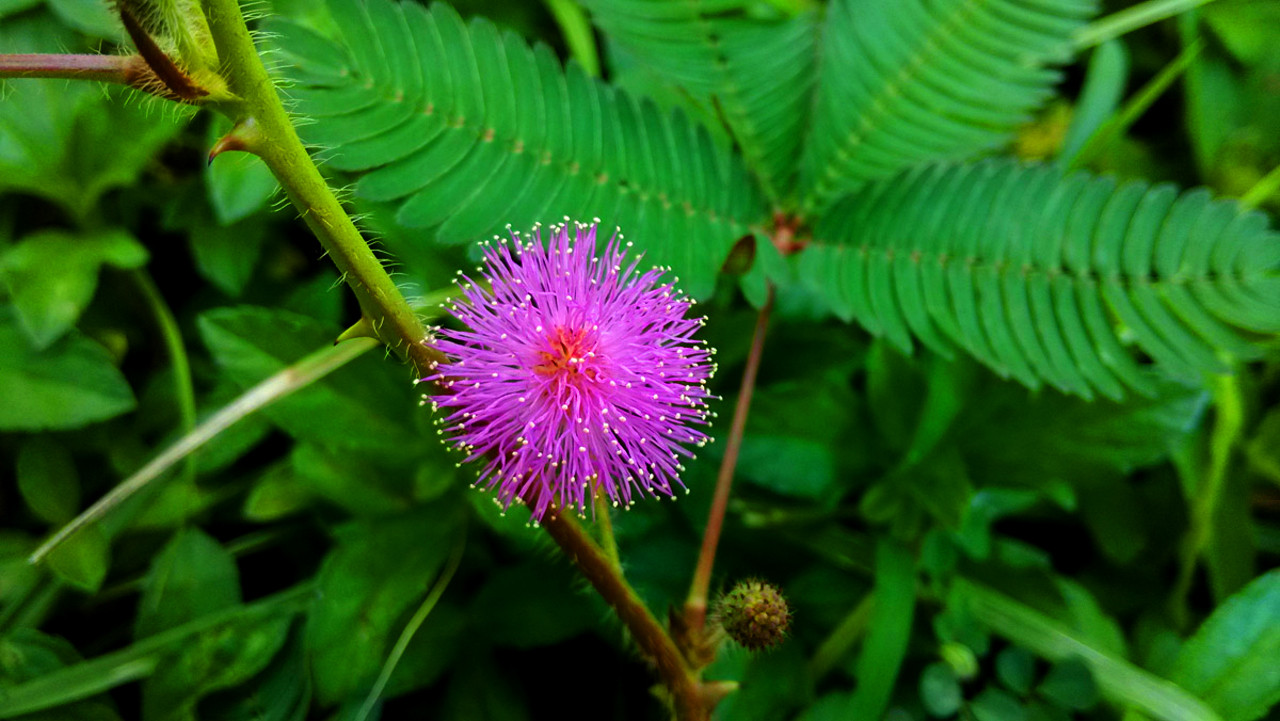 只有我最摇摆,你知道有哪些会动的植物吗
