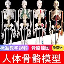 New type of human skeletal model muscle teaching sculpted spine small skull skull detachable full body skull frame practice
