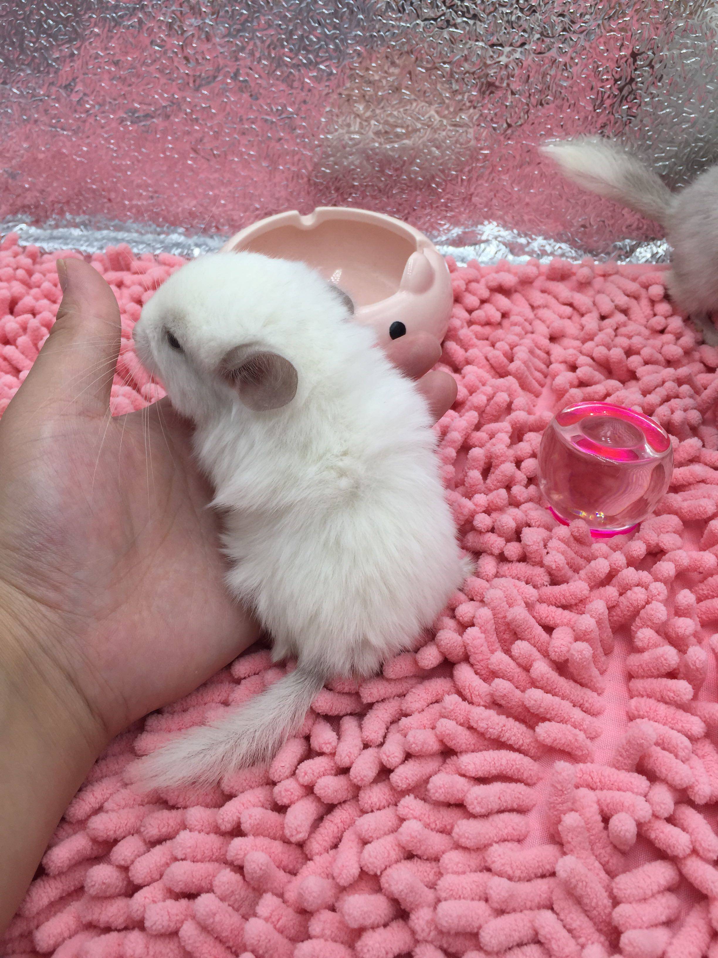 转自家生的粉白龙猫活体粉白龙猫800至2400