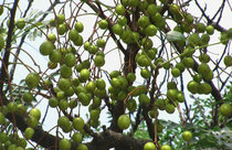 Fresh fresh fresh sang neem tree fruit 500g