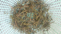 Wild Chinese herbal medicine uses fresh Solanum grass naturally dried with fresh Solanum 500g