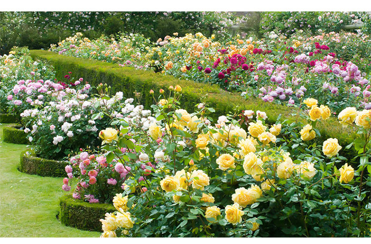 米薇花园 朱丽叶 灌木月季庭院阳台花卉观花植物室内玫瑰花苗盆栽