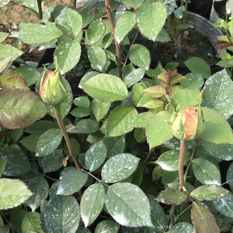 月季花苗阿班斯四季开花浓香特大花庭院阳台花卉植物好养玫瑰盆栽