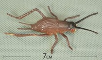 Arrival animal model simulation insect model toy Cricket 7cm