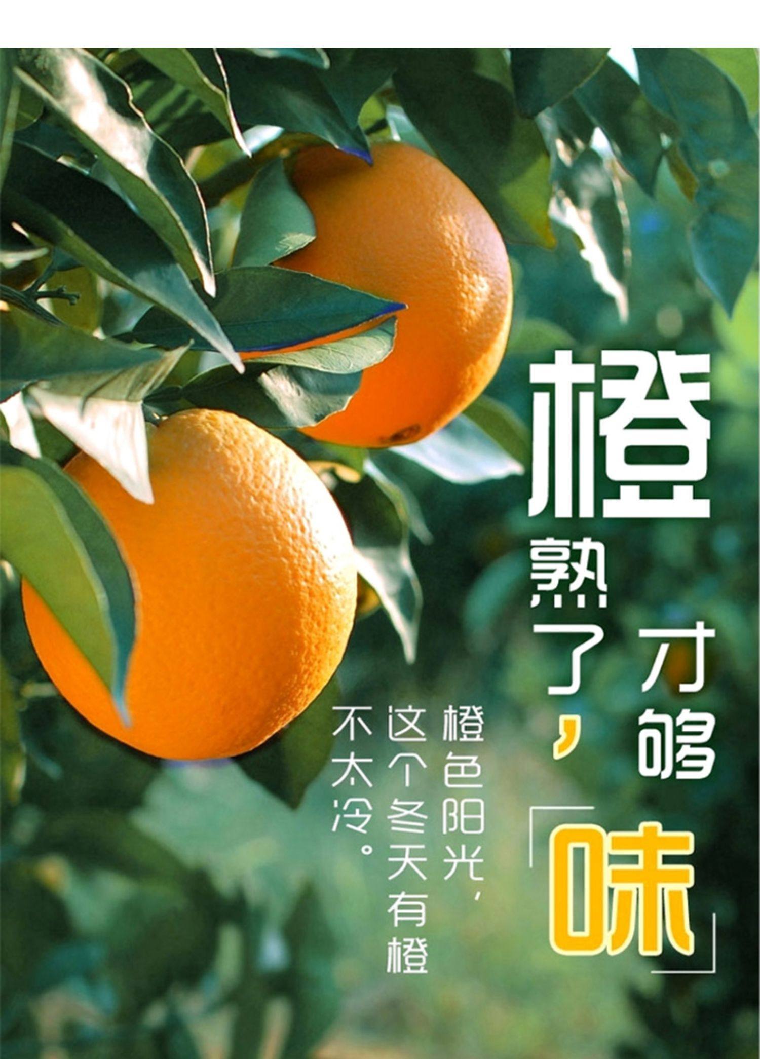 湖南新宁崀山红心脐橙血橙新鲜孕妇水果橙子当季脐橙5斤装包邮_虞惠