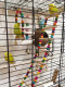 Parrot toy bird supplies colorful swing ladder climbing ladder tiger skin peony black phoenix claw grinding pole birdcage accessories