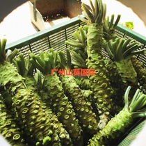 First purchase of iron grinding fresh mountain sunflower 150 gr 4-8 root mustard Spicy Sashimi Japan wasabi spicy root Zee