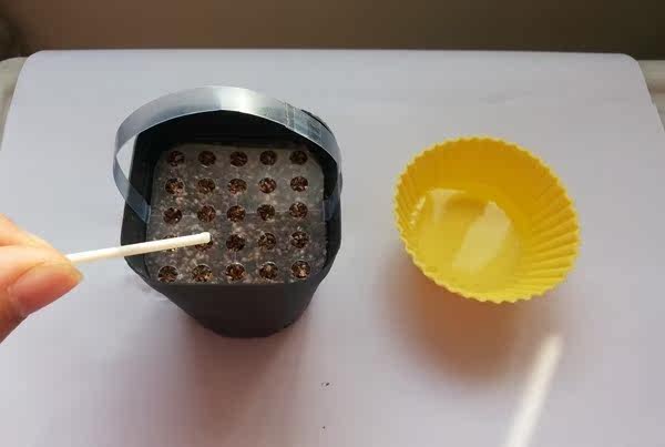 自制不花钱的多肉植物点播神器