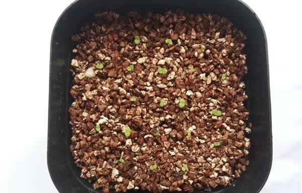 自制不花钱的多肉植物点播神器