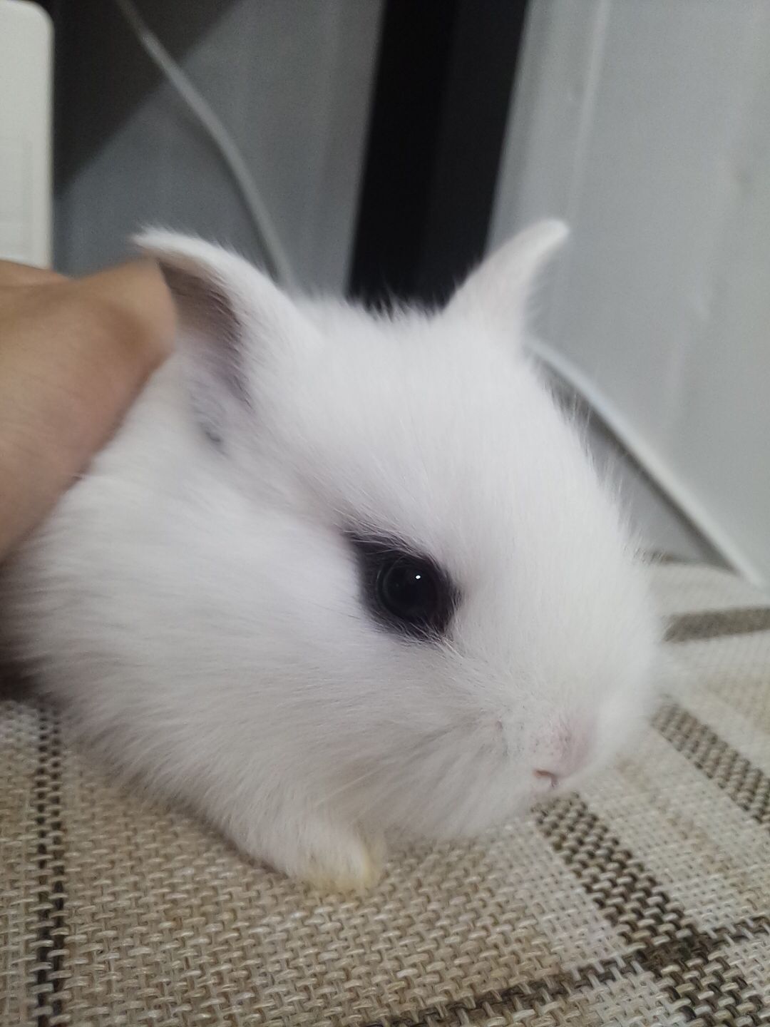 宠物兔子活体侏儒兔活体迷你小型凤眼海棠猫