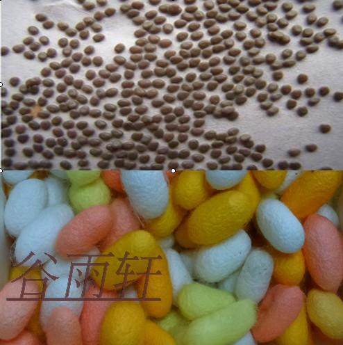 结彩茧蚕卵 天然彩色蚕宝宝卵蚕籽蚕子吃桑叶白色蚕吐彩丝5元30粒