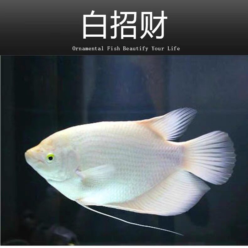 招财淡水战船活体黑眼红尾热带观赏鱼鹦鹉鱼地图鱼银龙发财鱼包邮