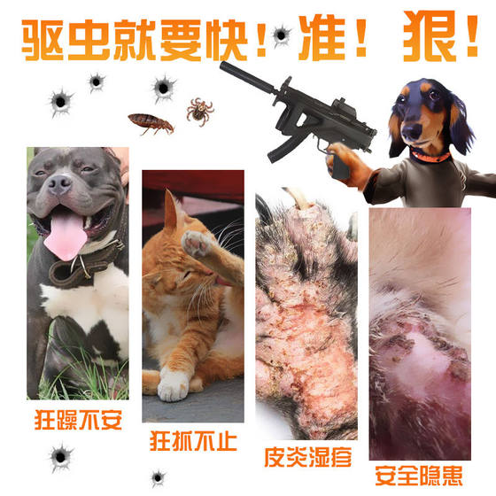 벼룩 및 가정용 개 외에 애완용 고양이 및 개 벼룩 및 가정용 개 외에 애완용 고양이 및 개