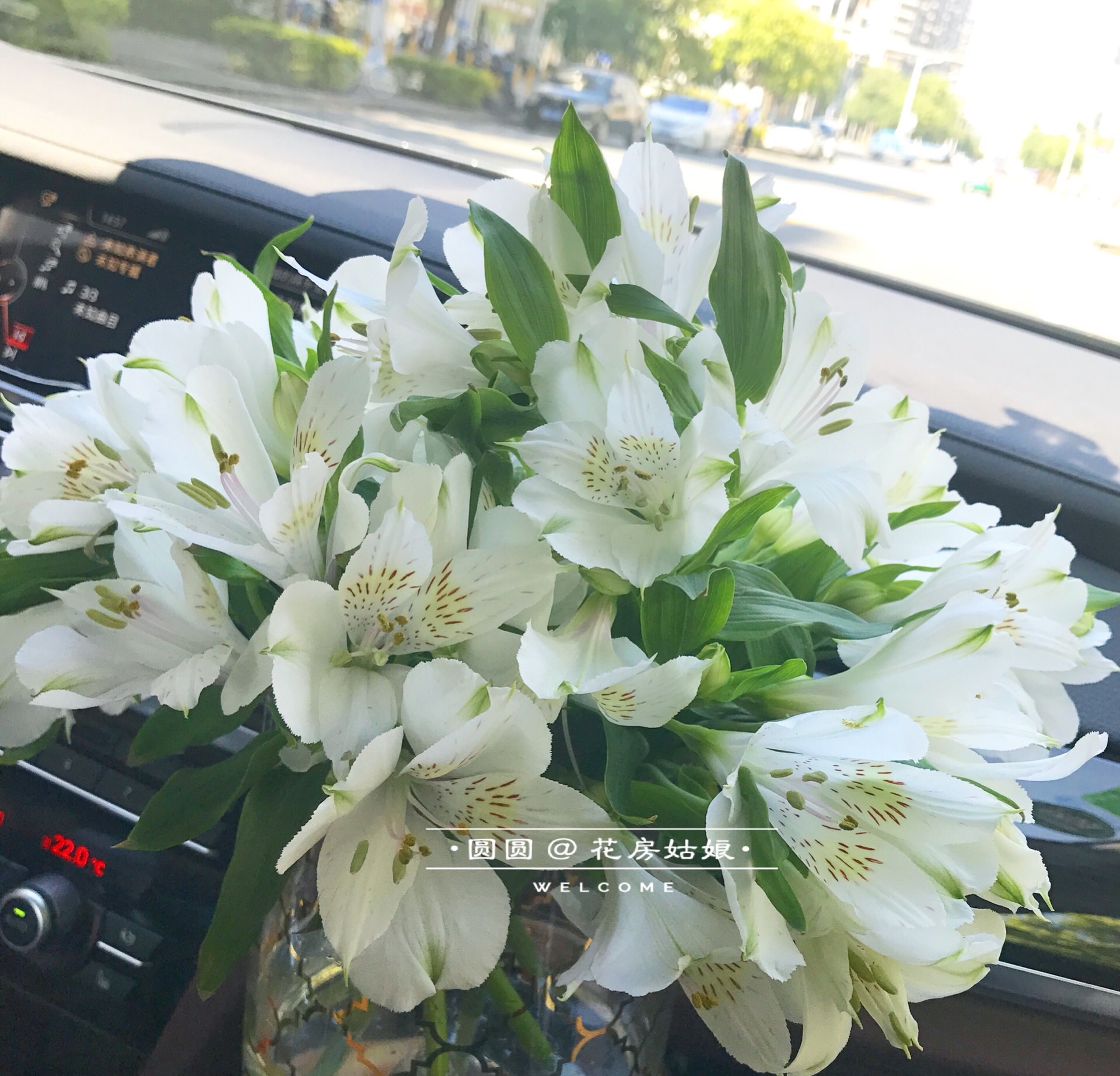 六出花鲜花秘鲁百合水仙百合鲜花鲜切花家庭鲜花水养鲜花速递昆明