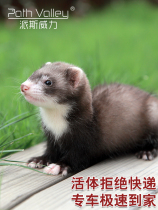 Paise Power American Pet Ferrets Living Cub Sloth small cute little cute to get a warm and legal bag live full sum