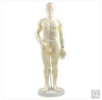 Shanghai Zhengjie human acupuncture model Meridian acupuncture acupoint model figure human model male 50cm female Model 48