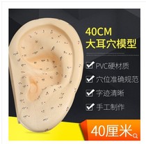 Clear auricular point model auricular acupuncture model ear model ear massage model 40CM large ear reflex zone