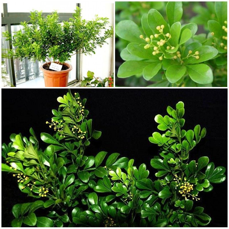 夏天家养这些植物,不仅好看还能驱蚊虫!