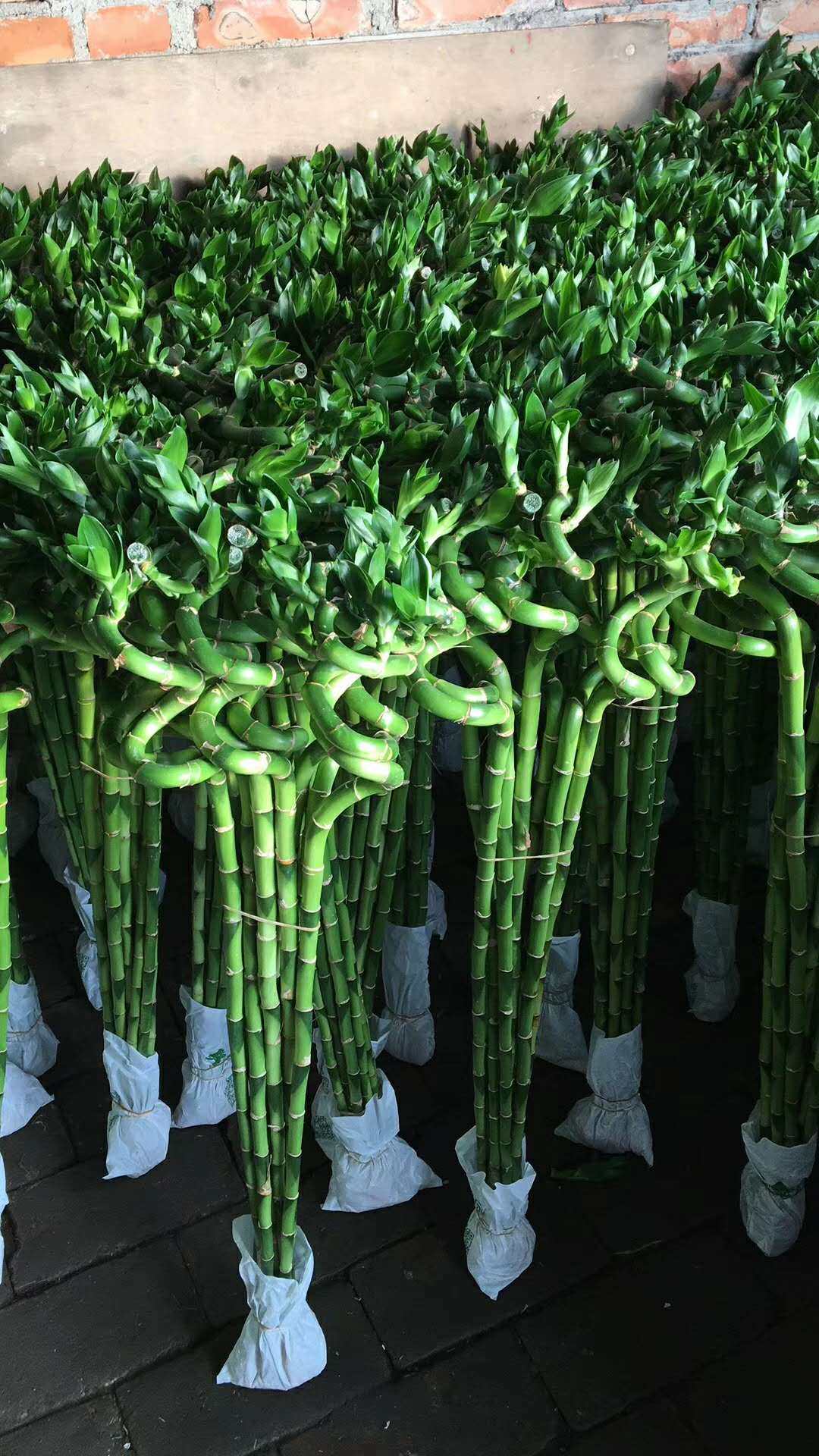 水培植物 富贵竹 转运竹 开运竹 弯竹 水培植物