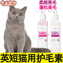British Short Blue Cat Silver Pering Layer Special Bath Amberlin Hair Care Vegan Hair Cat Softly Unknotted Fluffy Shiny Hair