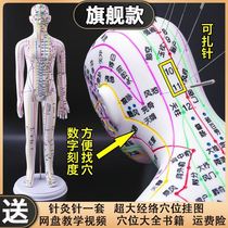 HD arm transferable human body through acupuncture model of small leather person acupuncture simulation hard anthropogenic veins