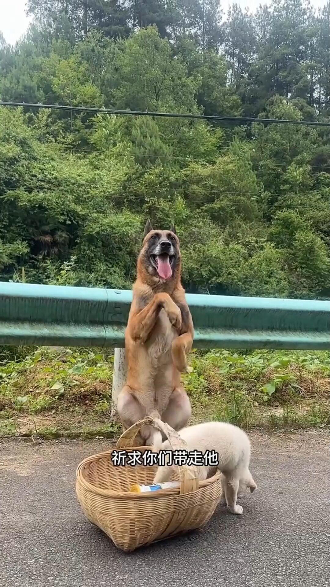 巴克狗狗太懂事了!