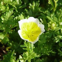 Yulandu DIY handmade soap skin care raw material pool flower seed oil white Awn flower seed oil 250ML US domestic