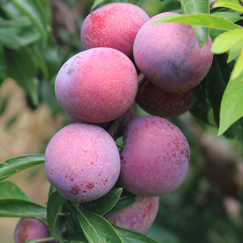 现摘现发水果 脆红李子 川乡小妹儿 5斤装