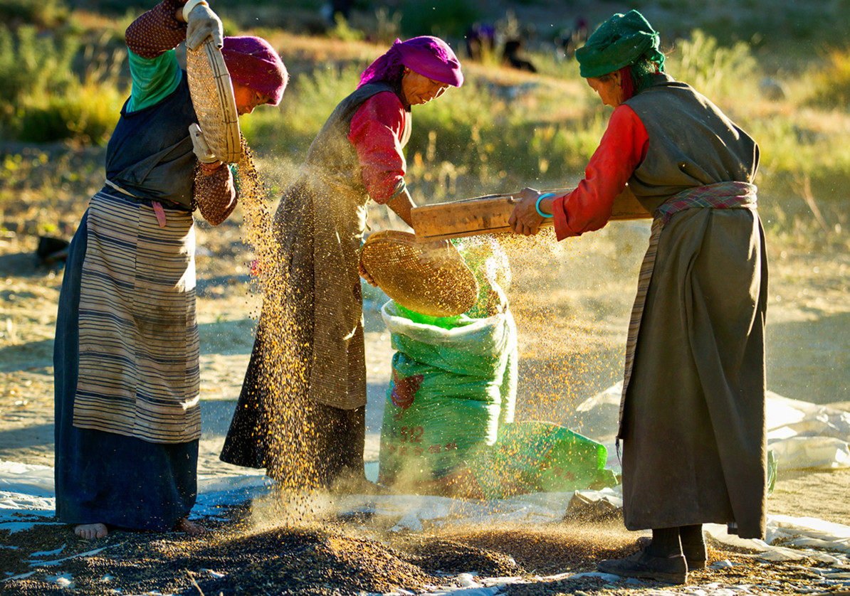 雪域新绿康青海西藏青稞炒面糌粑粉全麦青稞面熟粉粗粮杂粮朵5斤
